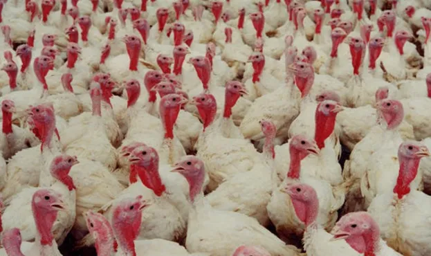 На польських фермах біля України виявили пташиний грип