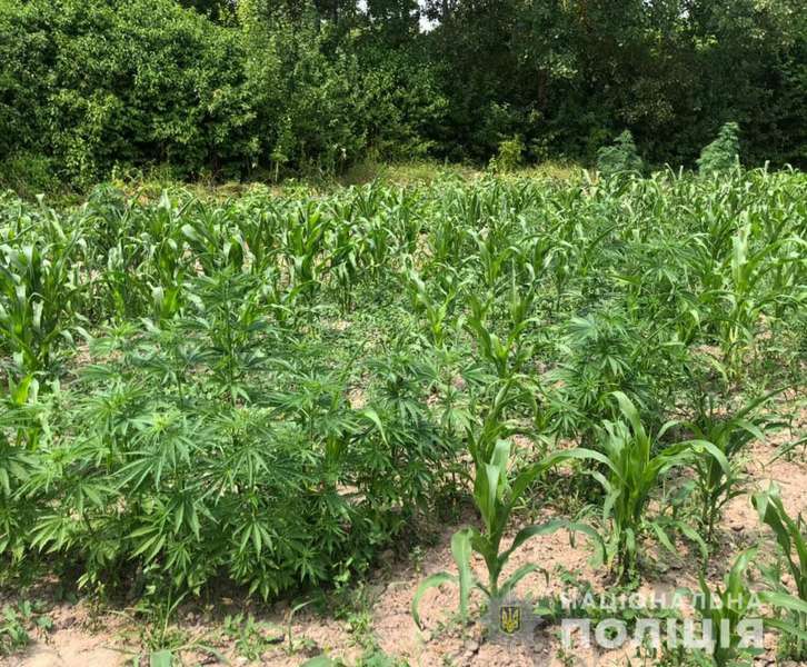 Коноплі серед кукурудзи: 54-річний волинянин вирощував заборонені рослини (фото)