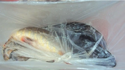 Продавали рибу і ловили раків: волинський рибпатруль провів рейд (фото)