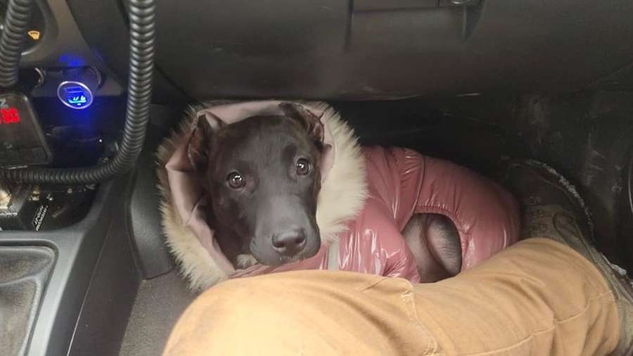 Мати полоненого лучанина знайшла його собаку, яка загубилася в окупованому Маріуполі (фото)