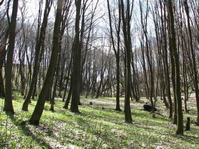 Волинське підприємство ігнорує вирубування лісів