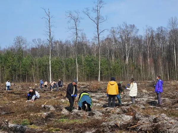 У Ковельській громаді висадили майже 2 гектари лісу (фото)
