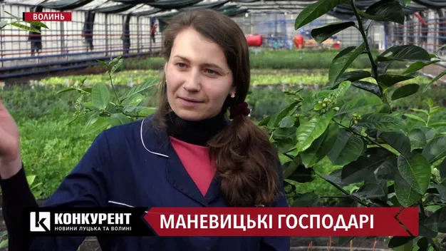 Петрушка, кущі та лимони: маневицькі лісівники хизуються теплицею (відео)
