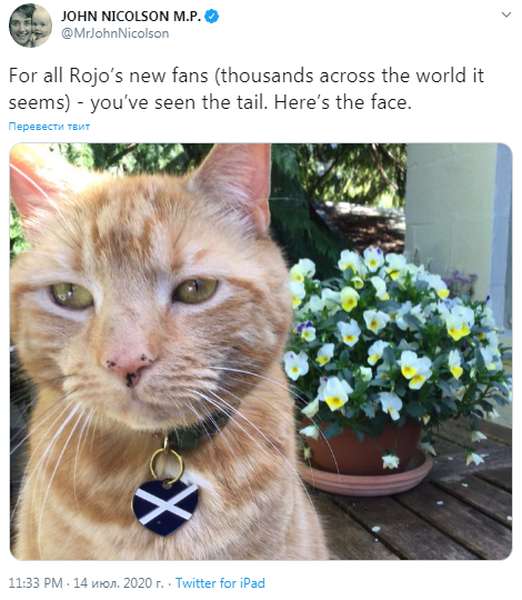 Кіт зірвав онлайн-засідання парламенту Шотландії і став зіркою мережі (відео)