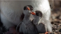 Українські полярники показали фото новонароджених пінгвінів