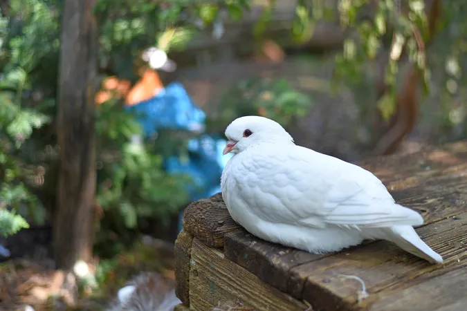 Птахи миру, врятовані від війни: у «Луцькому зоопарку» живуть голуби з-під Бахмута (фото)