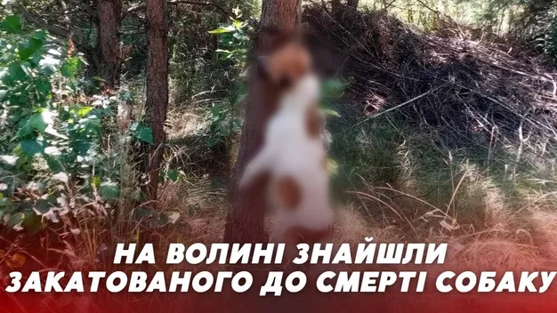 Прив'язали до дерева: на Волині знайшли закатованого до смерті собаку (відео)