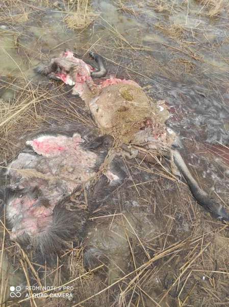 На Волині браконьєри вбили й розчленували вагітну лосицю (фото 18+)