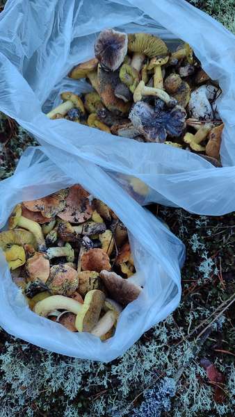 Як волиняни на Новий рік повні кошики грибів збирали (фото)