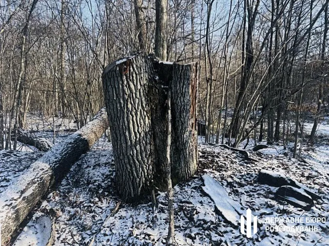 Постраждали цінні дерева: на Волині судитимуть майстра лісу за багатомільйонні збитки державі