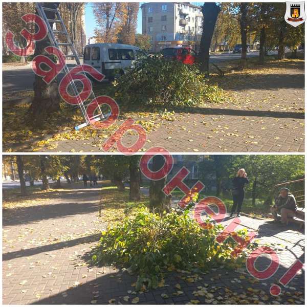 У Луцьку покарали осіб, які без дозволу зрізали дерева у центрі міста (фото)