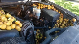 Запаси на зиму: у США білка заховала під капотом автівки 70 кілограмів горіхів (відео)