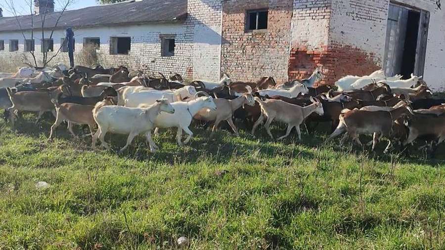 Фермер з Донеччини евакуював у село під Луцьком 150 кіз і цапів (відео)