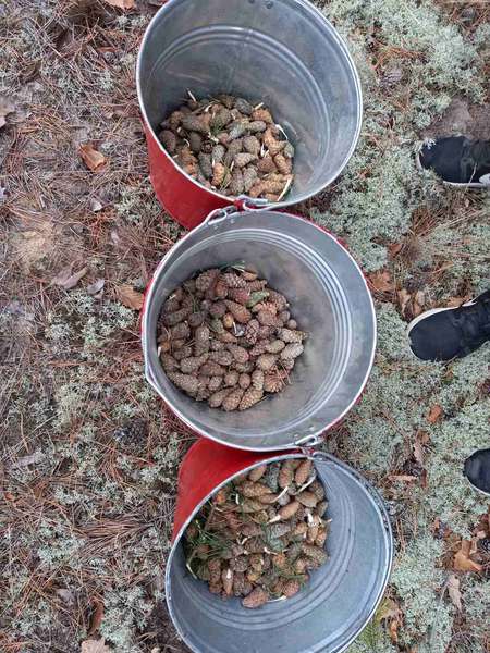 В лісництві на Волині зібрали понад 3 тонни соснових шишок (фото)