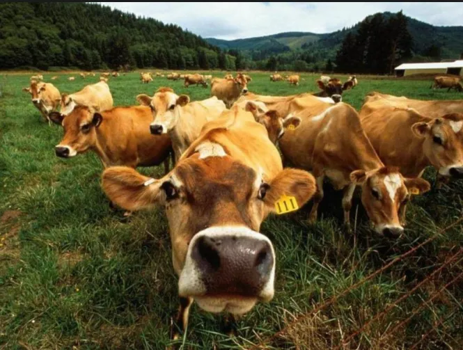 Чисельність великої рогатої худоби Волині становить 24% від загальноукраїнського