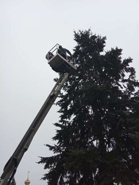 На Волині кота-спайдермена знімали з дерева «всім» містом (фото)