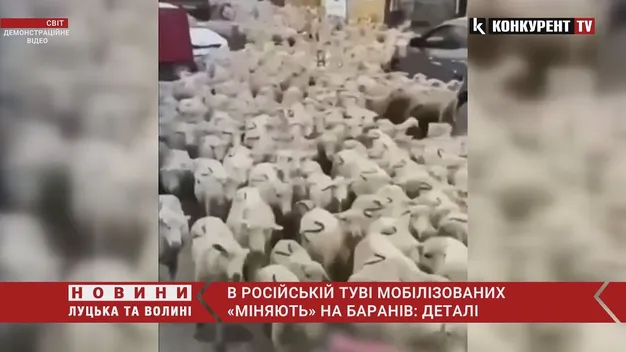 У Туві сім'ям мобілізованих росіян видають по живому барану (відео)