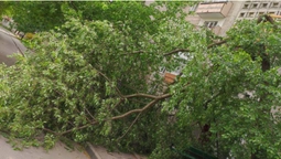 У Луцьку сильний вітер поламав дерева (фото, відео)