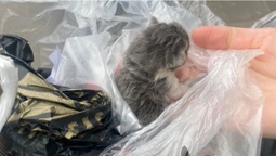 Поклали в пакет і викинули: в Ковелі у смітнику знайшли котенят (фото)