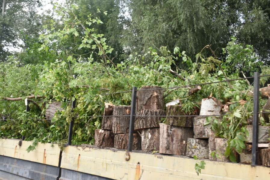 У Луцьку Стир чистять від повалених дерев (фото, відео)