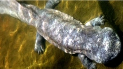 Вчені зловили гігантську саламандру (відео)