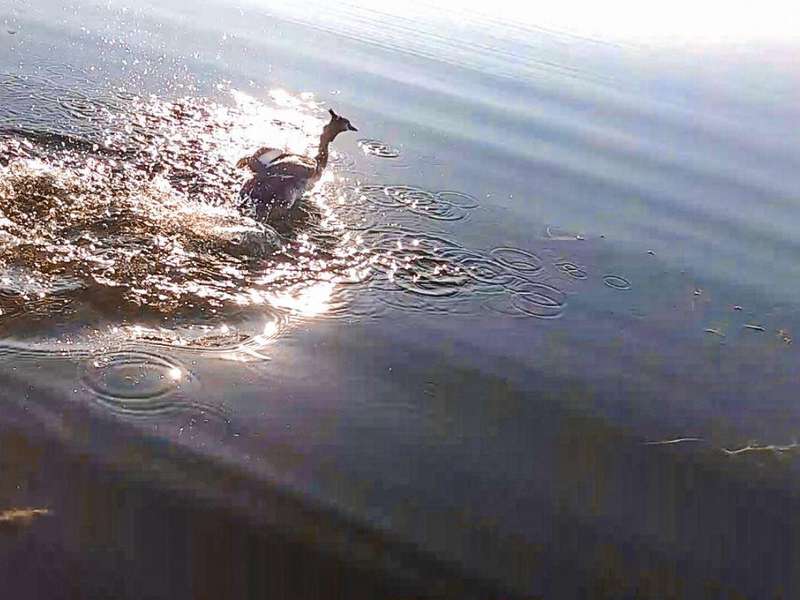На озері Пісочному екологи врятували птаха (фото)