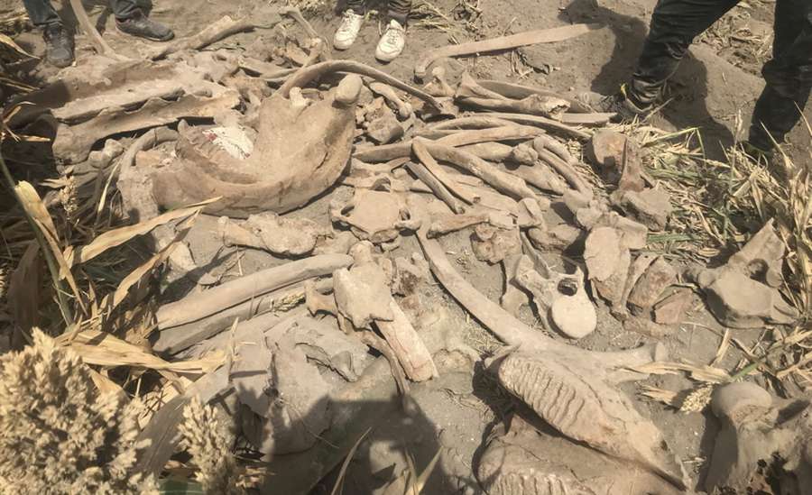 Слон у кукурудзі: у Туреччині знайшли скам’янілий скелет тварини (фото)