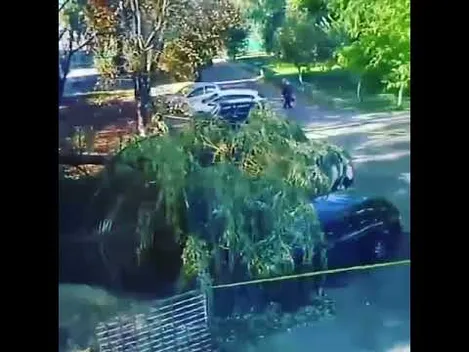 У Луцьку дерево впало на автівки біля школи (відео)