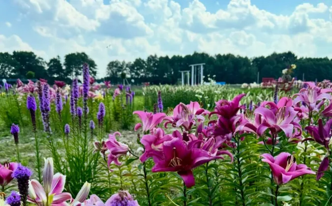 У «Волинській Голландії» стартував сезон цвітіння лілій (фото)