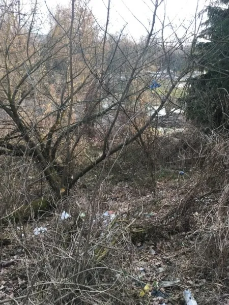 У Луцьку в зарослях оселилися вовки? (фото)