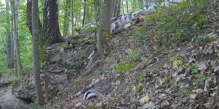 Ексклюзив із хащів: фотопастка у нацпарку впіймали потайне сімейство пухнастиків (відео)