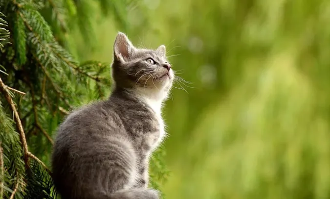 Генії пухнастого світу: експерти назвали 10 найрозумніших котячих порід