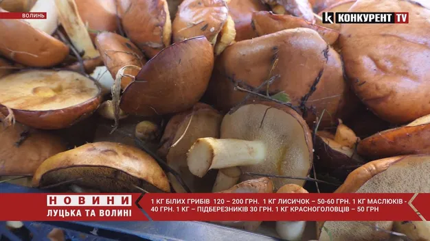 За скільки у Луцьку продають гриби та де їх збирають (відео)