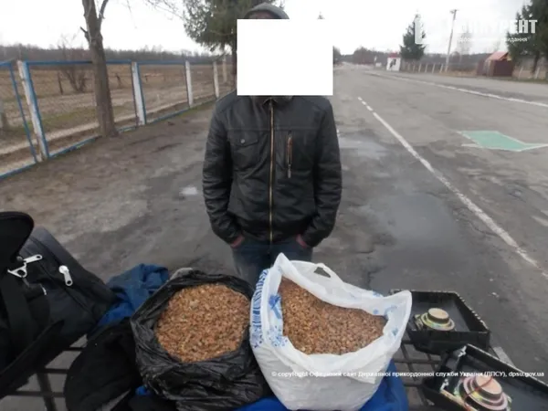 На Волинь везуть бурштин з Білорусі? ВІДЕО
