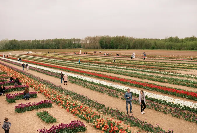 Холодно: «Волинська Голландія» відбудеться, але після свят