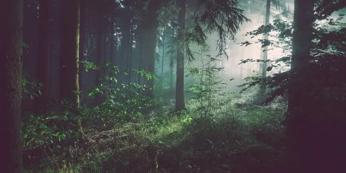 Волинянин, який ховався у лісі від ТЦК, побив поліцейського на Львівщині