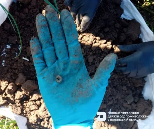 Ґрунт кишить личинками: що знайшли фітосанітарники на полях Волині (фото)