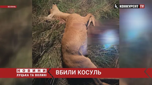 На Волині браконьєри вбили двох козуль (фото, відео)