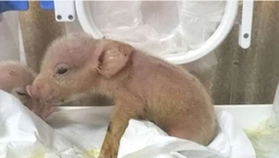 У Китаї народилися перші у світі гібриди мавп та свиней (відео)