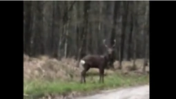 Несподівана зустріч: на лісовій дорозі помітили двох оленів (відео)