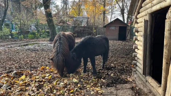 Як Луцький зоопарк готується до зими (фото, відео)