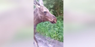 У нацпарку на Волині помітили рідкісного звіра (відео)