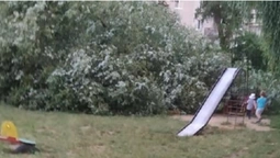 У Луцьку величезна верба впала на дитячий майданчик (фото)