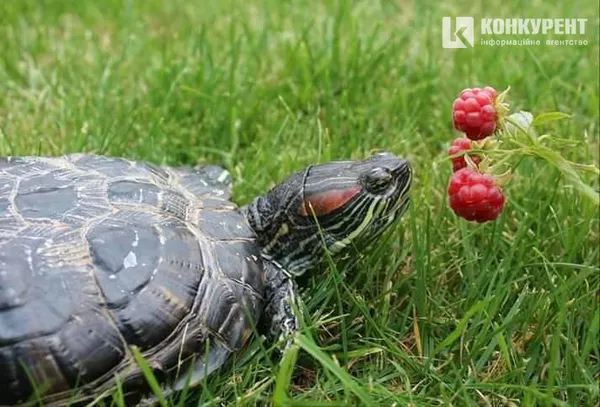 Пітони, мавпа, павуки: які екзотичні тварини живуть у квартирах Луцька