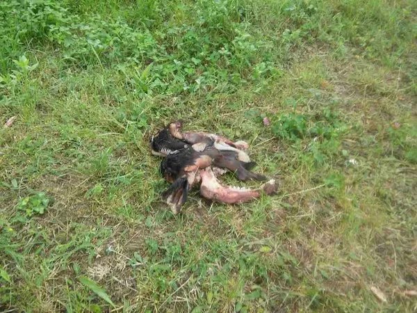 У Луцьку просто на вулицю викинули голови тварин (фото, відео 18+)