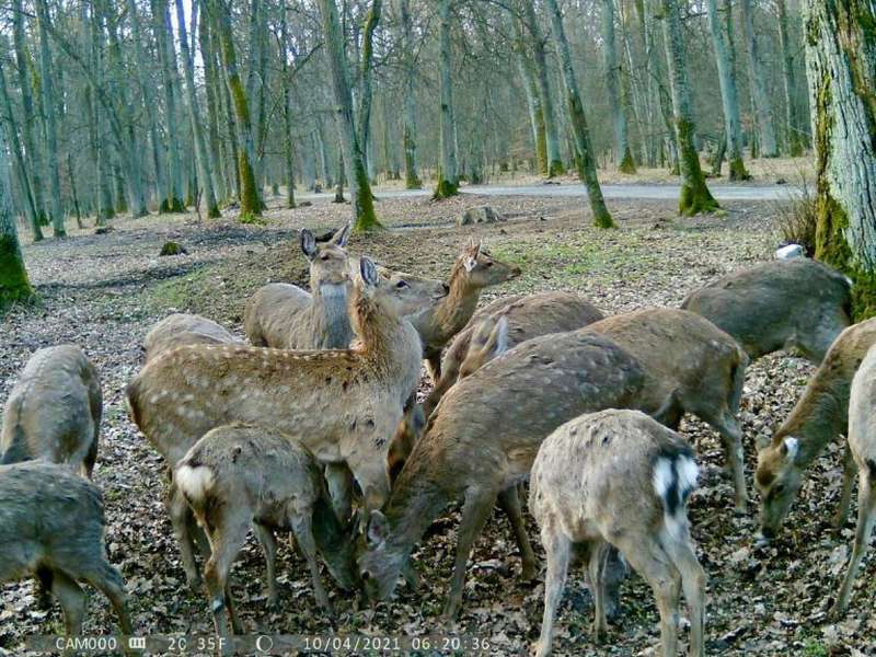 Камери «спіймали» у волинському лісі оленів, кабанів та червонокнижних журавлів (фото, відео)