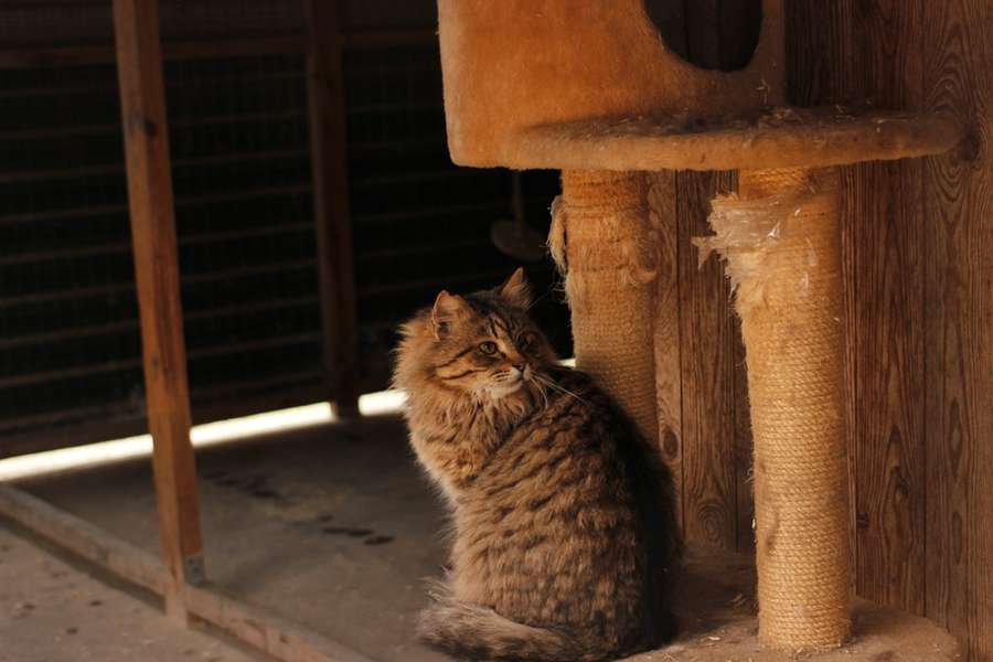 Пухнасті і самотні: добірка милих котиків і песиків із луцької «Ласки» (фото)