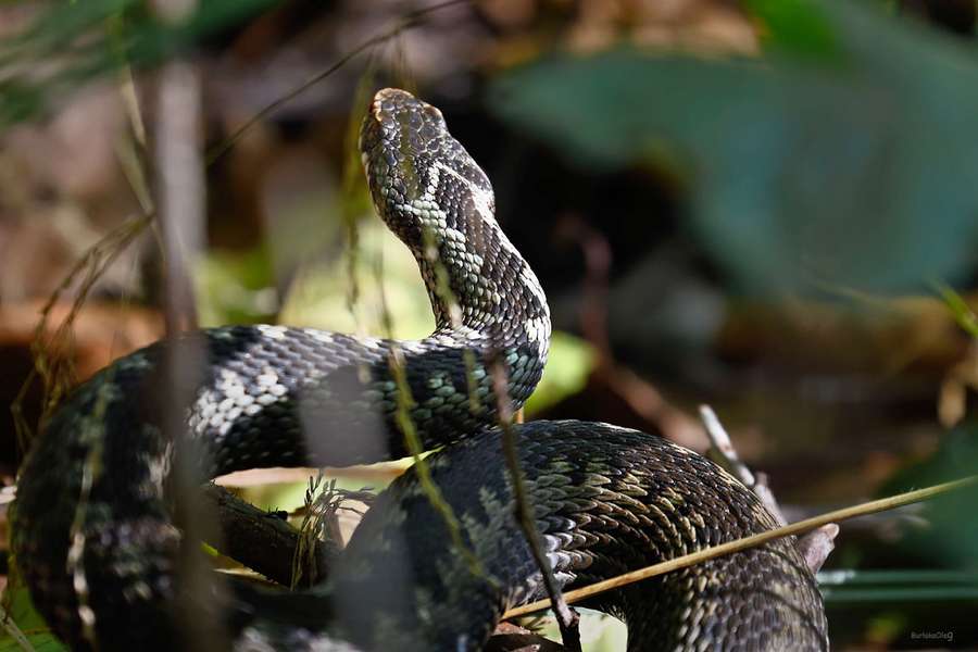 Отруйна змія позувала для луцького фотографа (фото)