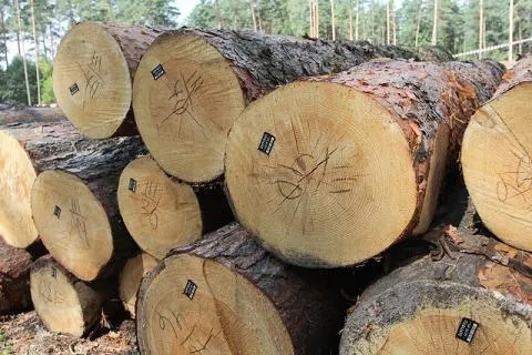 На Волині запровадили електронний облік деревини