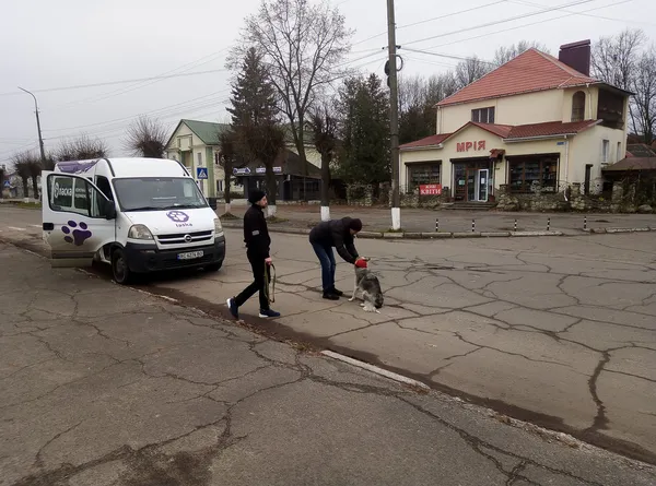 У Старій Вижівці відловили безпритульних собак (фото, відео)